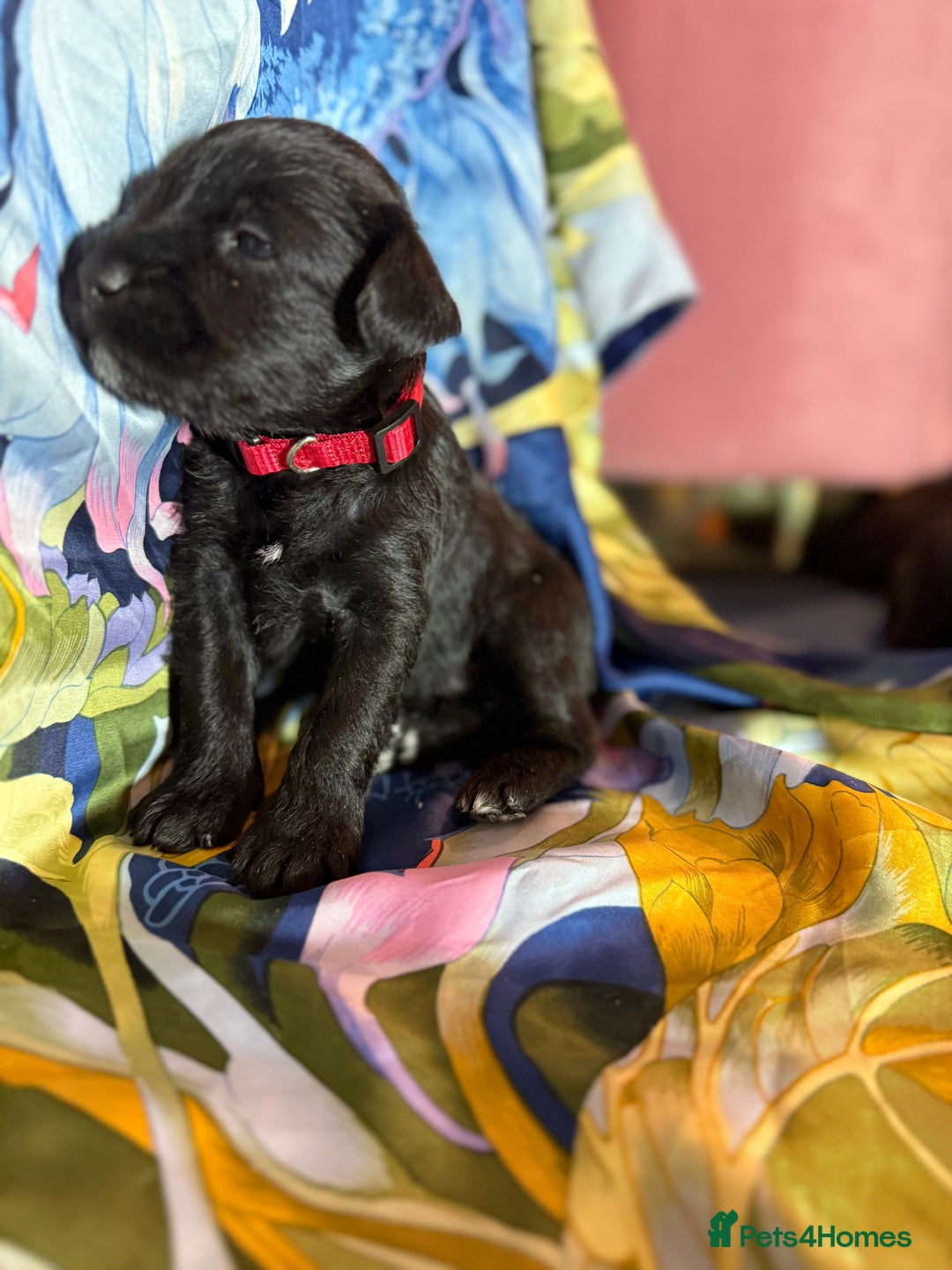 Miniature Schnauzer dogs for sale: Gorgeous KC Reg mini Schnauzers 1 black girl left  - Advert 23