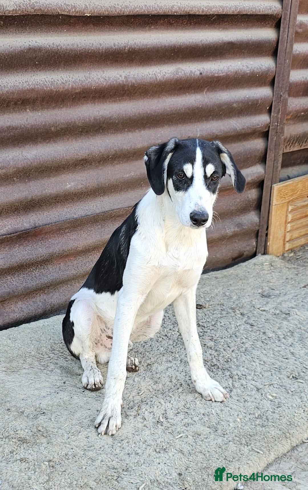 Mixed Breed dogs for adoption: OTIS - a Handsome and gentle boy for a Loving Home - Image 8