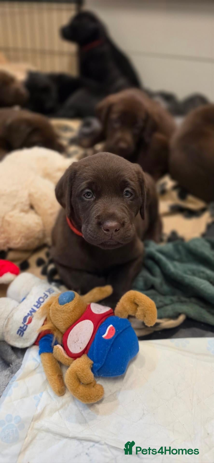 Labrador Retriever dogs KC REG CHAMPION BLOODLINE PUPPIES 🏆🍫 - Advert 2