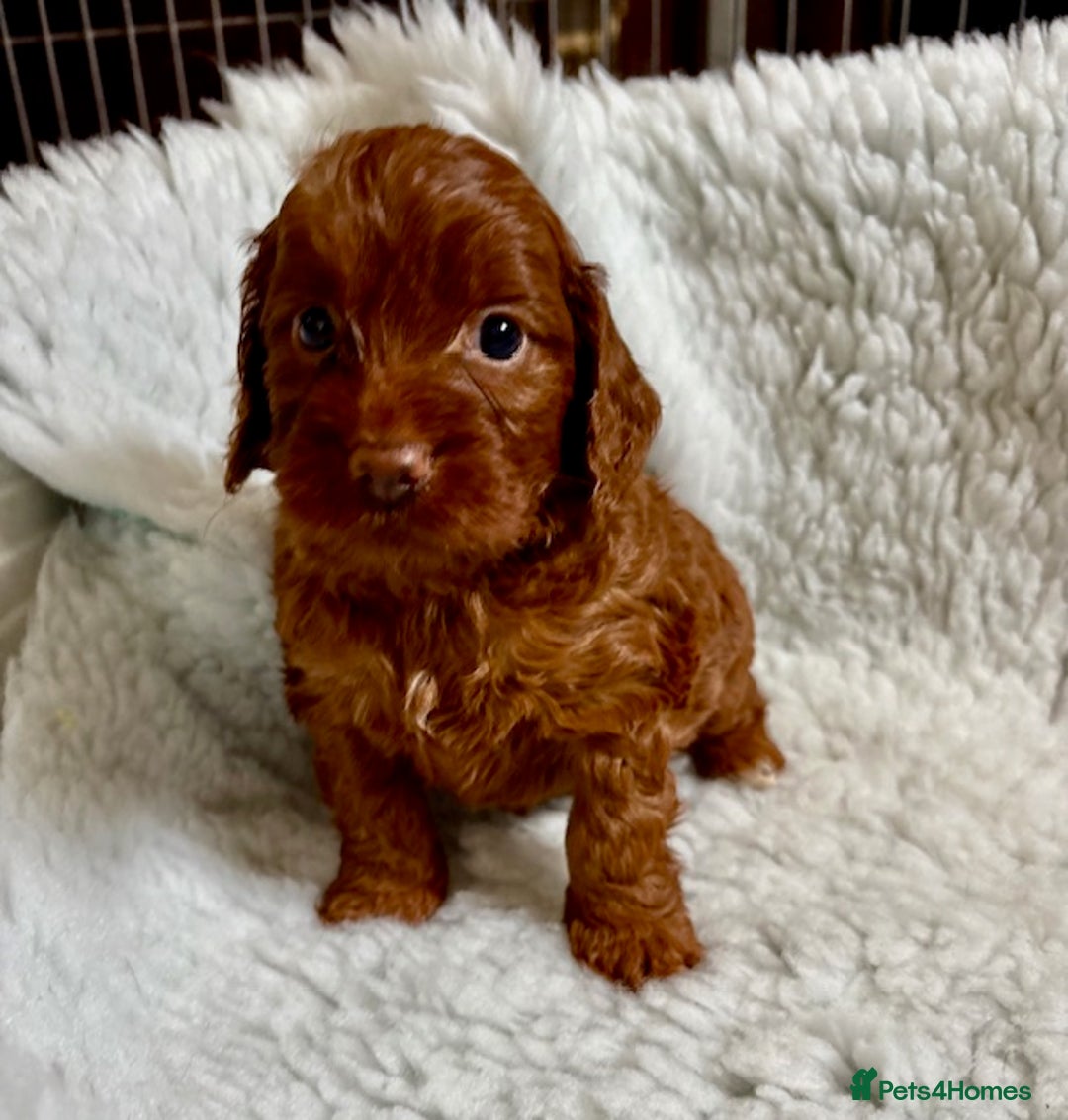 Cockapoo dogs for sale: Viewing now, Liverpool, Adorable Cockapoo Puppies - Image 4