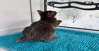 Lykoi cats - Advert 3