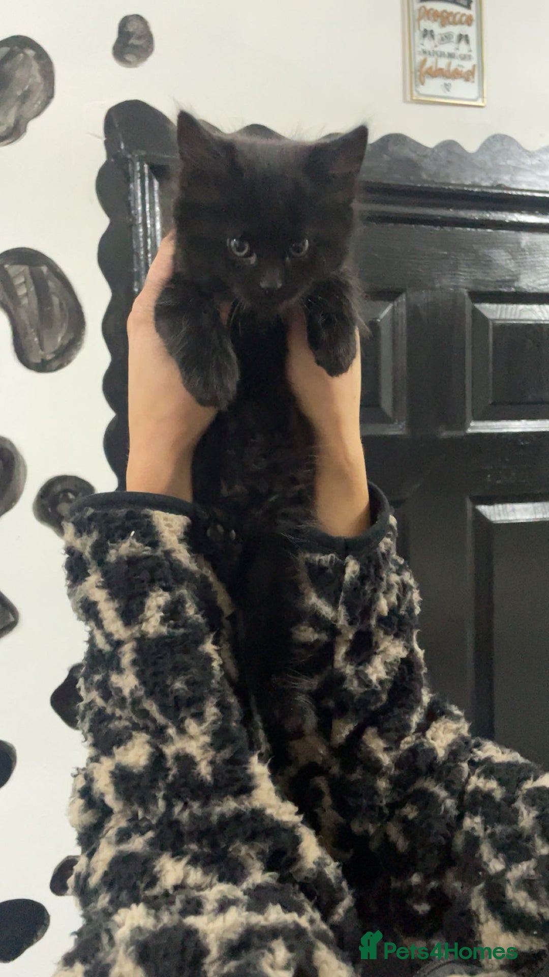 Mixed Breed cats for sale: 2 male black kittens  - Image 4