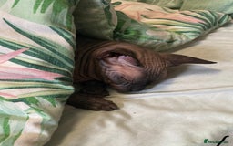 Sphynx cats for sale: ** For Adoption ** Sphynx Cats  - Image 5