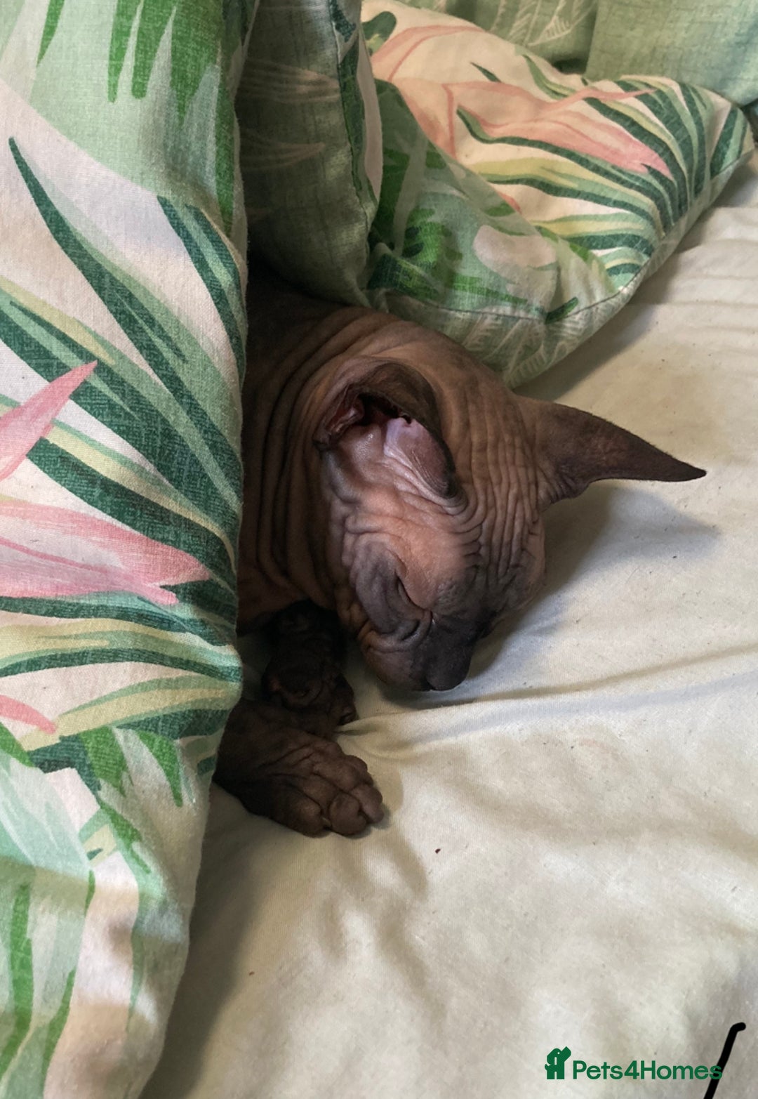 Sphynx cats for sale: ** For Adoption ** Sphynx Cats  - Image 5