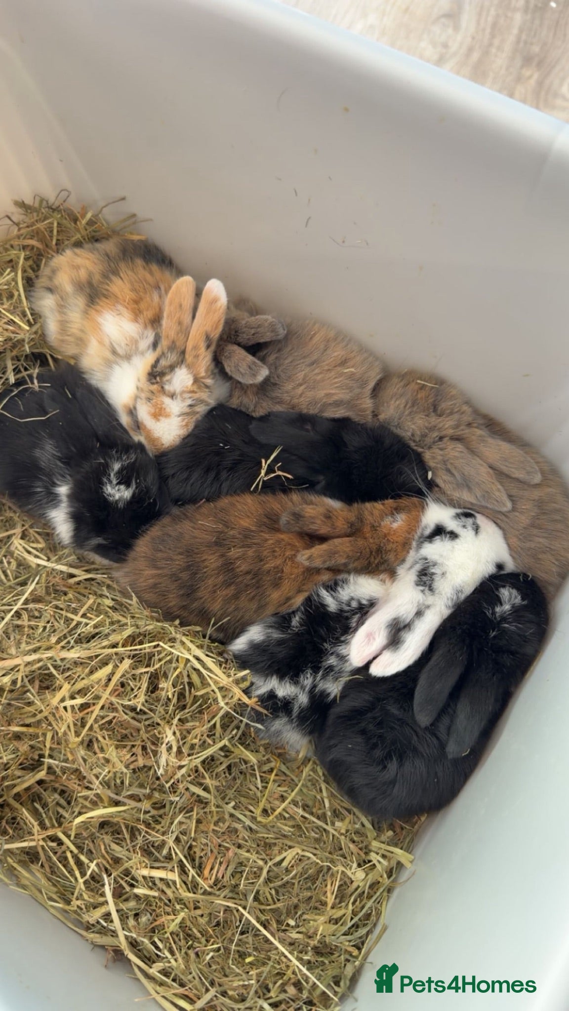 Mini Lop rabbits 8 beautiful multi colour mini lop babies - Advert 14