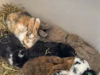 Mini Lop rabbits 8 beautiful multi colour mini lop babies - Advert 1