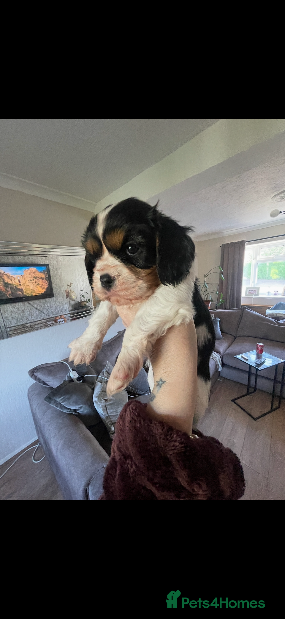 Cavalier King Charles Spaniel dogs Excellent pedigree cavalier pups  - Advert 6