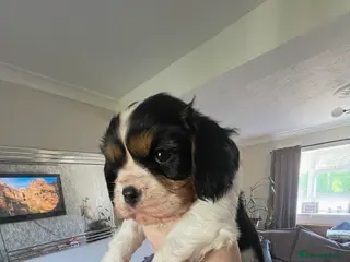Cavalier King Charles Spaniel dogs Excellent pedigree cavalier pups - Advert 1