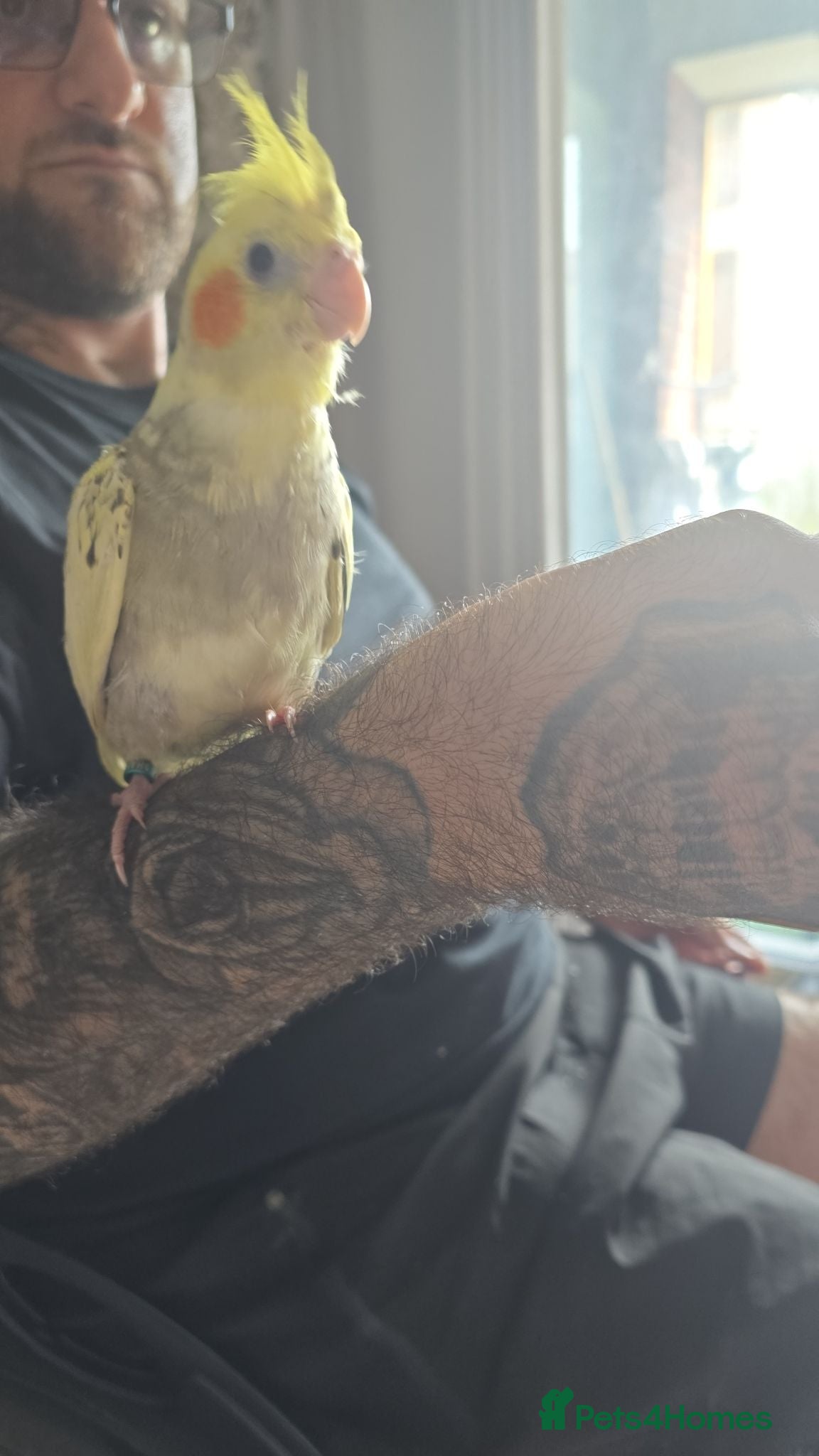 Cockatiels birds Cockatiel hand reared  - Advert 2