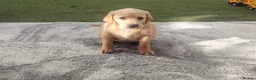 Labrador Retriever dogs for sale: Labrador puppies for sale - Advert 8