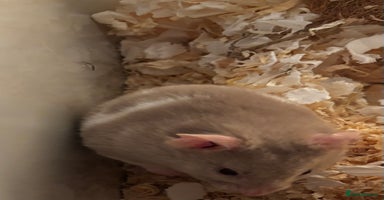 Hamster rodents Grey Syrian Hamster - Advert 6