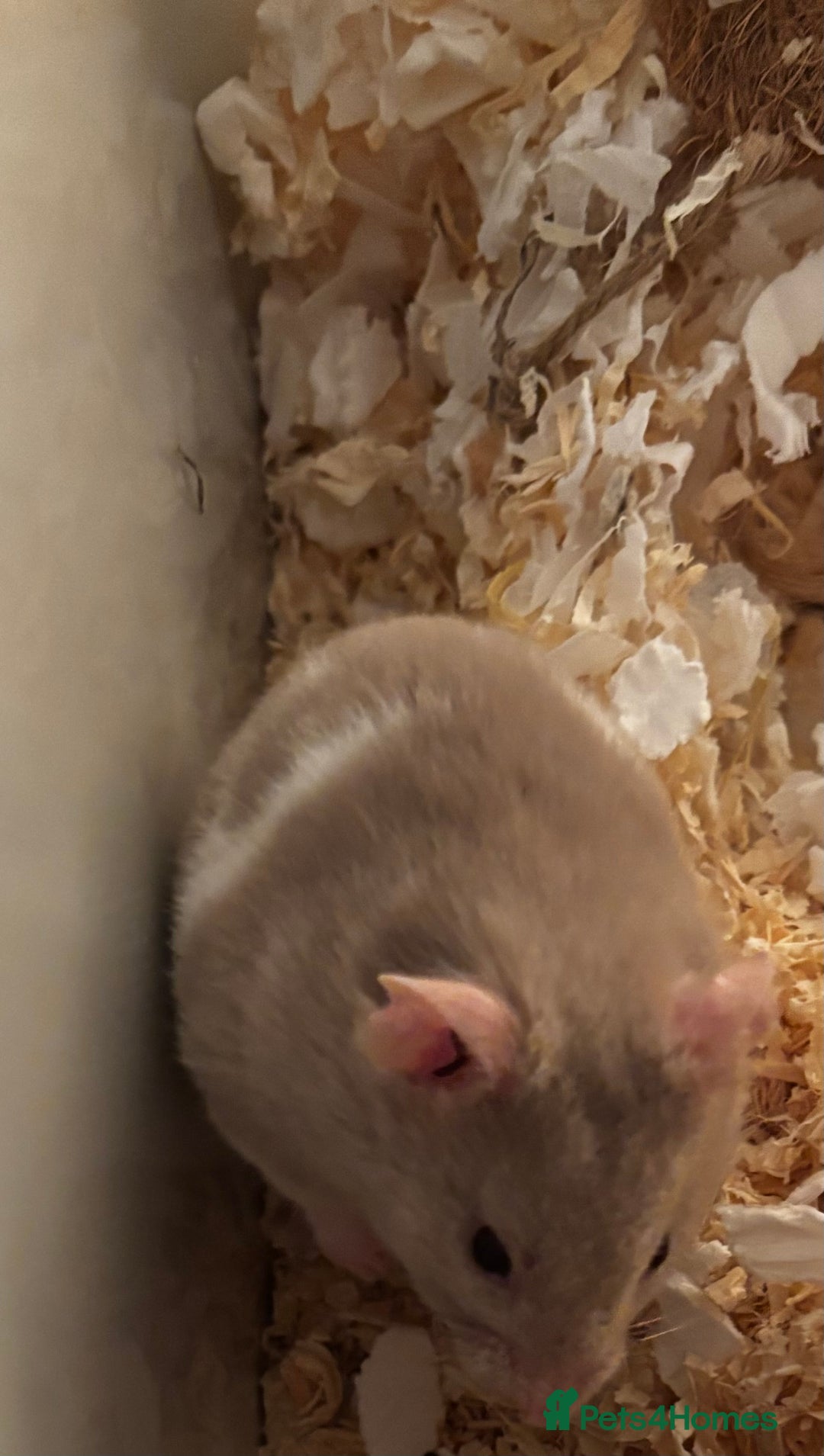 Hamster rodents for sale: Grey Syrian Hamster - Advert 2