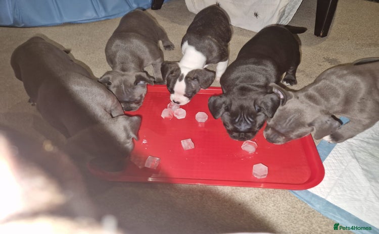 Mixed Breed dogs - Advert 1