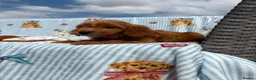Cockapoo dogs for sale: 6 beautiful cockerpoo puppies  - Advert 16