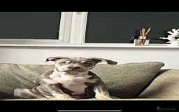 Mixed Breed dogs for sale: Beautiful male staff x American bully  - Image 1