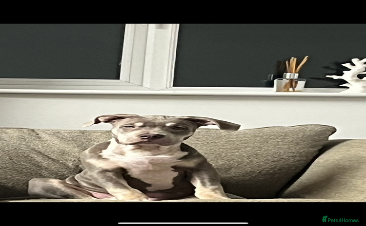 Mixed Breed dogs - Advert 6