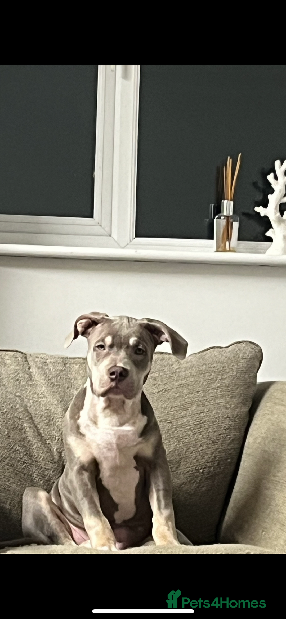 Mixed Breed dogs for sale: Beautiful male staff x American bully  - Image 1
