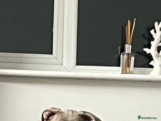 Mixed Breed dogs - Advert 1