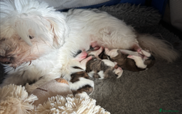 Mixed Breed dogs for sale: Beautiful Coton de Tulear x Shih Tzu puppies - Image 5