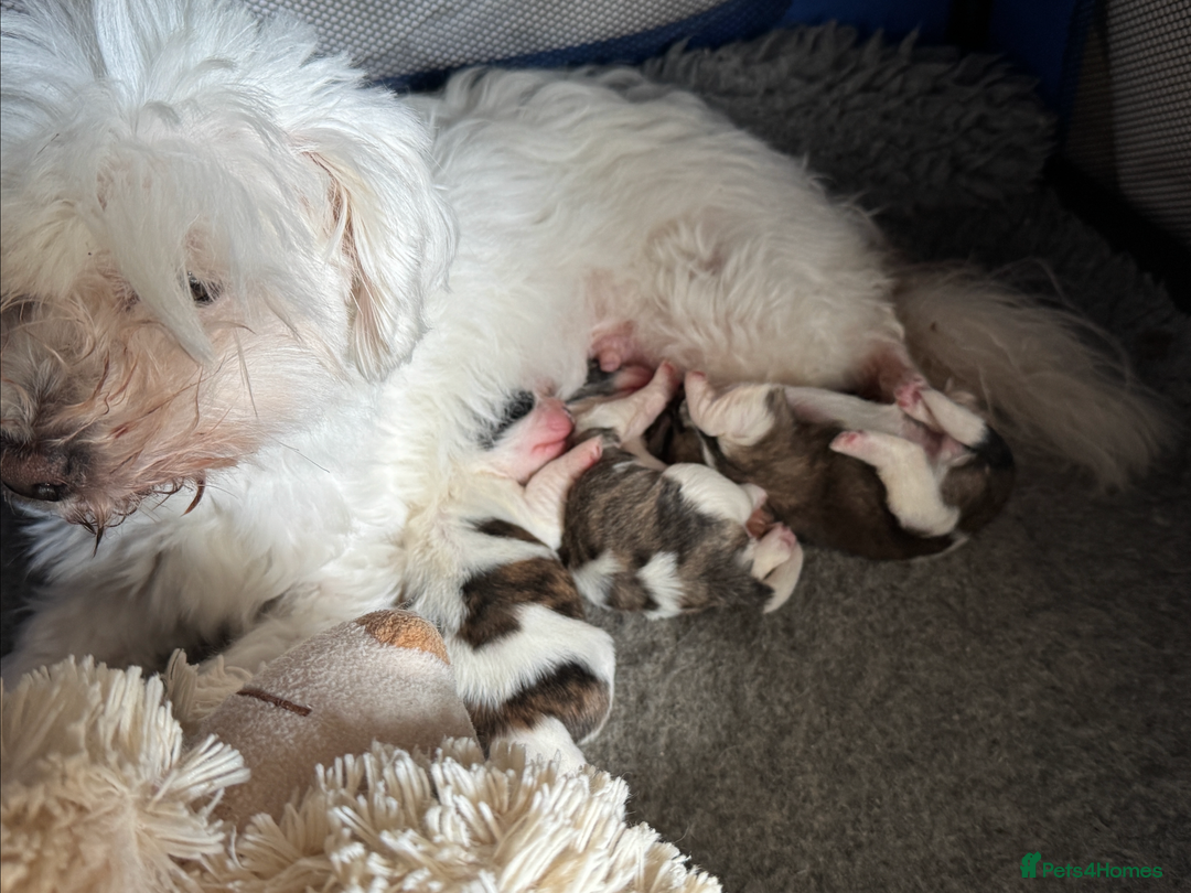 Mixed Breed dogs for sale: Beautiful Coton de Tulear x Shih Tzu puppies - Image 5