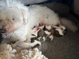 Mixed Breed dogs Beautiful Coton de Tulear x Shih Tzu puppies - Advert 8