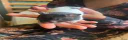 Hamster rodents for sale: Female Baby Syrian Hamster in York - Advert 4