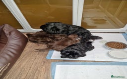 Shih Tzu dogs for sale: 4 Adorable Shih Tzu pups  - Image 2