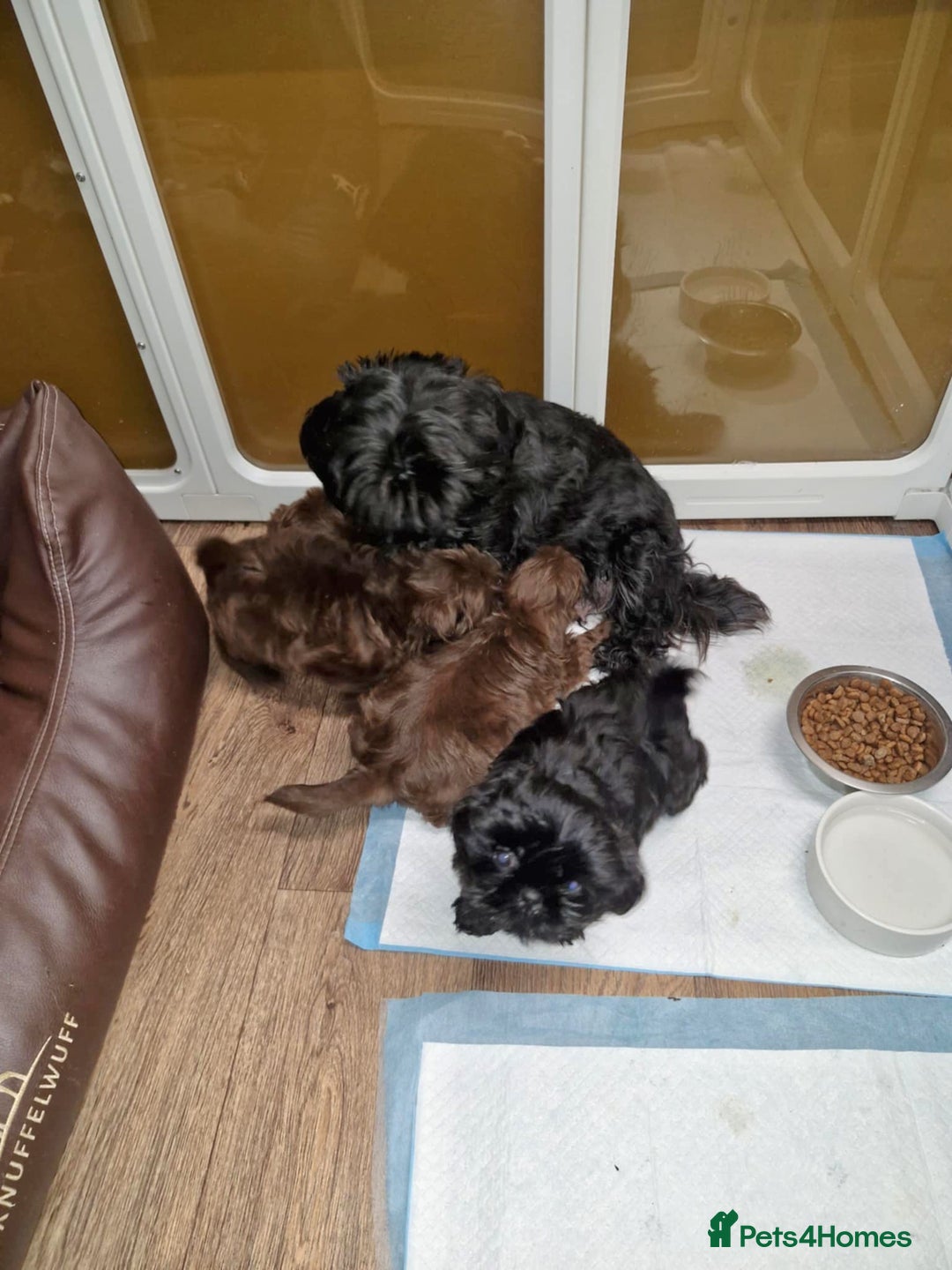 Shih Tzu dogs for sale: 4 Adorable Shih Tzu pups  - Image 2