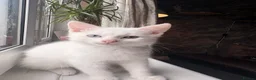 Mixed Breed cats for sale: Beautiful Kittens  - Advert 14
