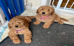 Goldendoodle dogs for sale: Top Quality Goldendoodle x Australian labradoodle  in Brough - Image 1