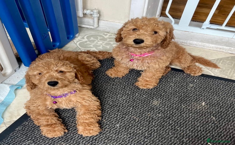 Goldendoodle dogs in Brough - Advert 1
