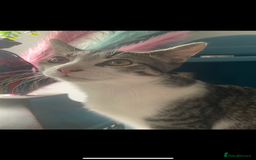 Mixed Breed cats for sale: Bowie and Bean 2 male 10 month old cats for sale  - Image 6