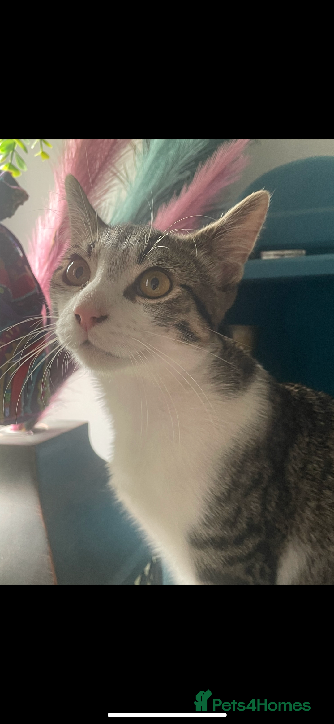 Mixed Breed cats for sale: Bowie and Bean 2 male 10 month old cats for sale  - Image 6