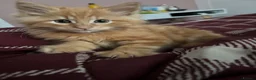 Mixed Breed cats for sale: 12 weeks old Two very fluffy cats for sale  in Rotherham - Advert 7