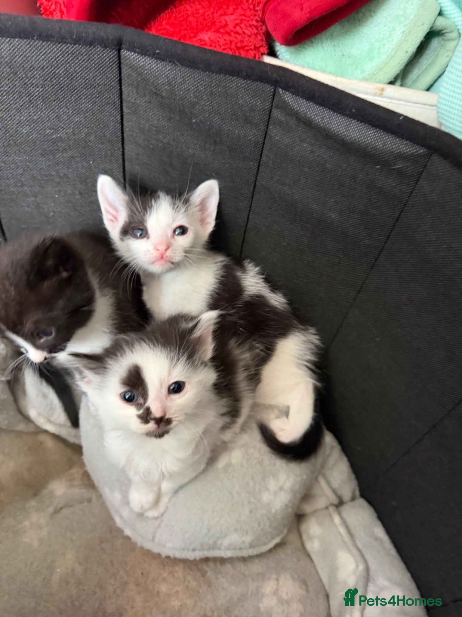 Mixed Breed cats 6 kittens for sale  - Advert 1