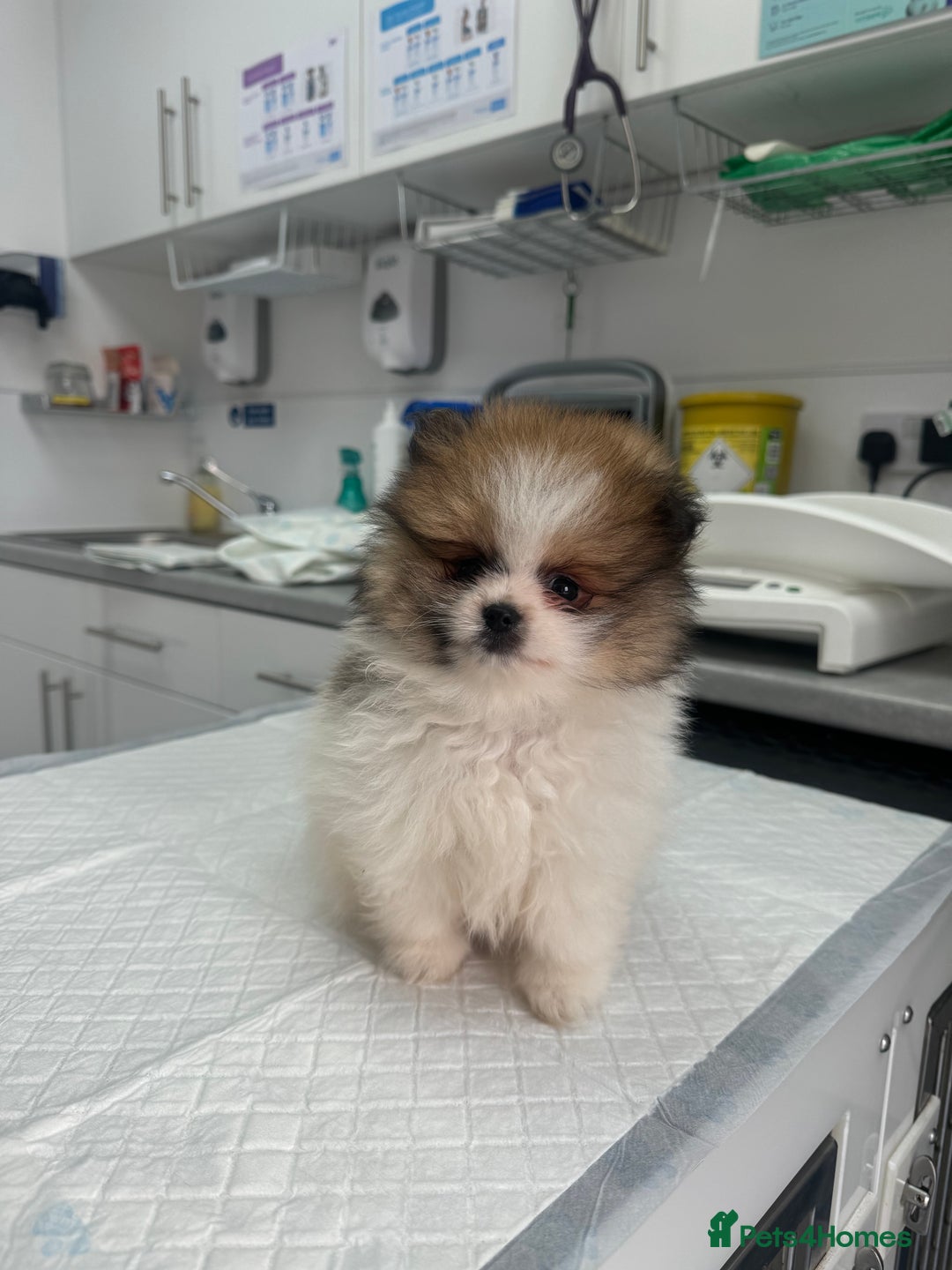 Pomeranian dogs for sale: Unique patterned Pomeranians 🩵 - Advert 10