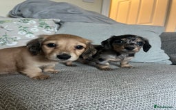 Miniature Dachshund dogs for sale: 2 long haired mini dachshunds available. - Image 9