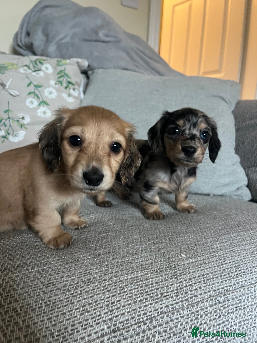 Miniature Dachshund dogs for sale: 2 long haired mini dachshunds available. - Image 9
