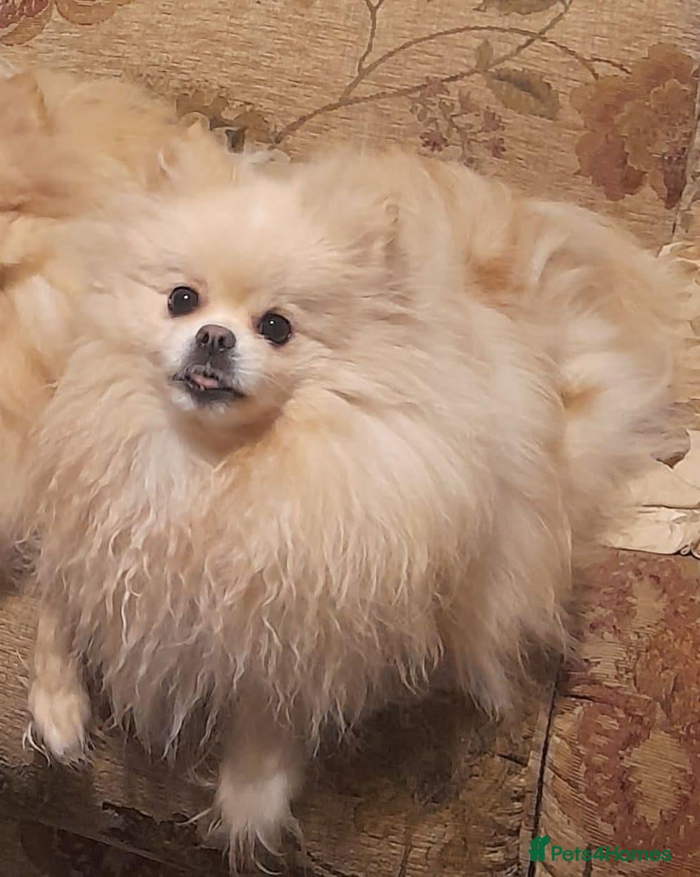 Pomeranian dogs Pomeranian puppies  - Advert 2