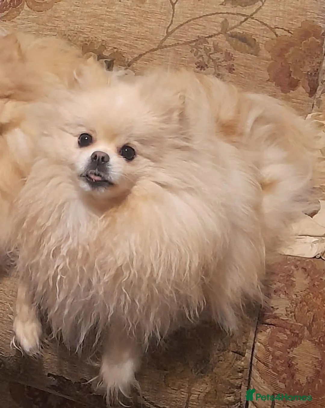 Pomeranian dogs for sale: Pomeranian puppies  - Advert 4