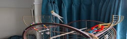 Cockatiels birds for sale: Cockatiel, female, 18 months old - Advert 4