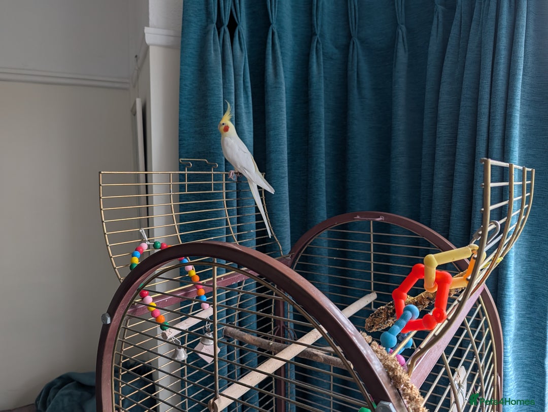 Cockatiels birds for sale: Cockatiel, female, 18 months old - Advert 4