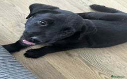 Mixed Breed dogs for sale: Puppies for sale - Image 2