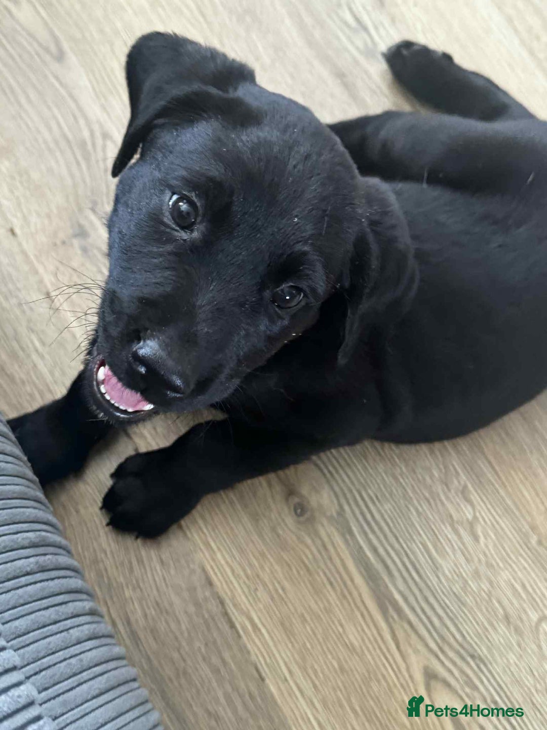 Mixed Breed dogs for sale: Puppies for sale - Image 2