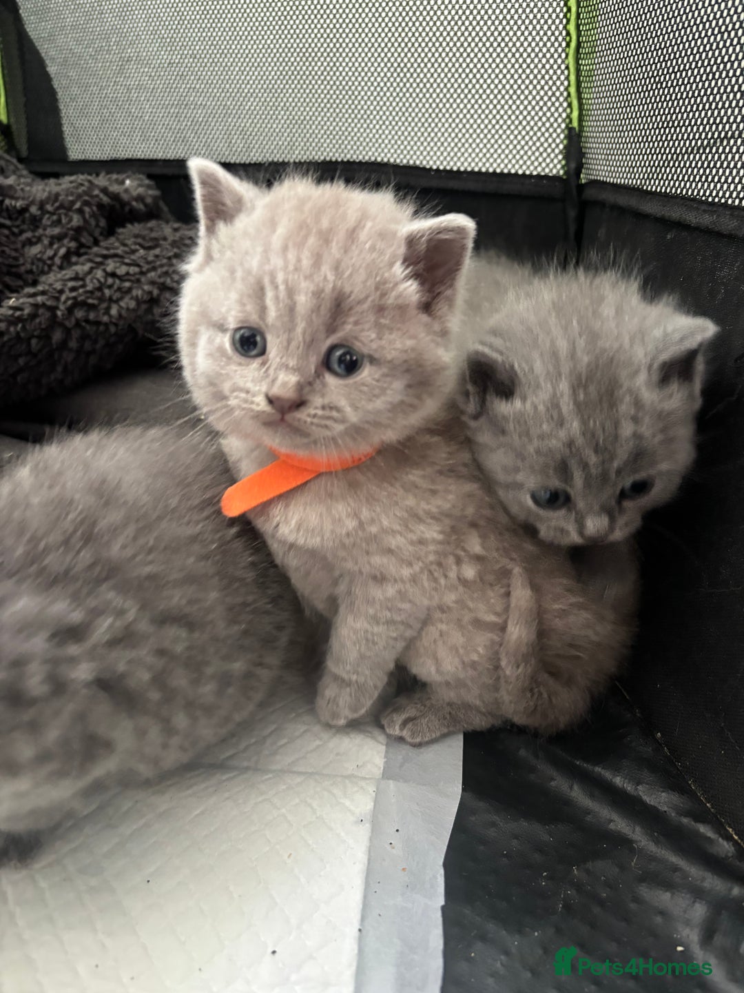 British Shorthair cats for sale: British Shorthair kittens  - Advert 14