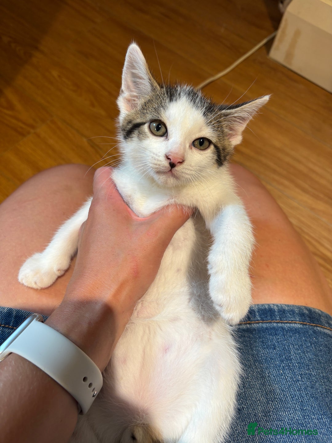 Mixed Breed cats for sale: Adorable mixed breed kittens in Kent! - Image 5