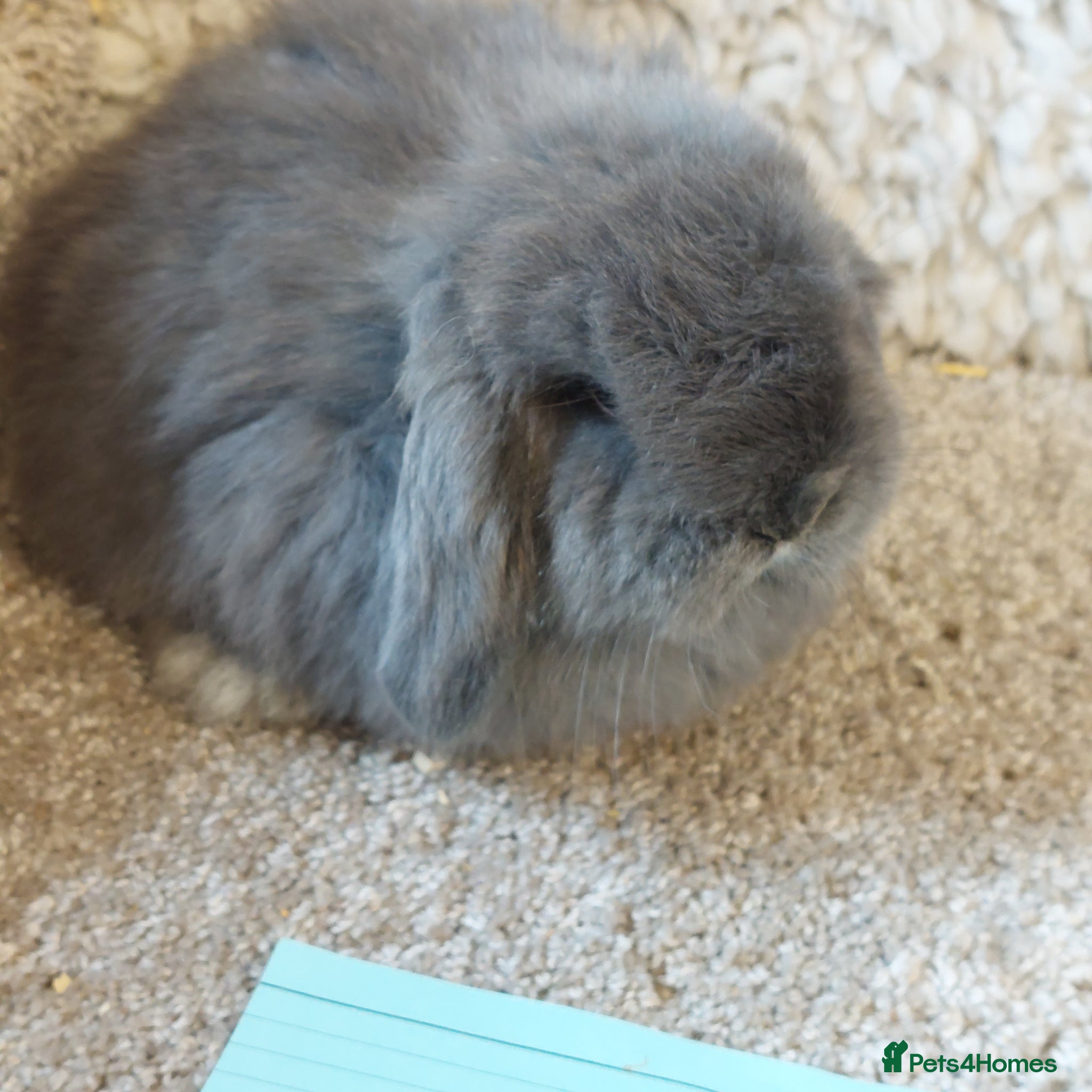 Mini Lop rabbits Baby minilop babys ready to reserve  - Advert 20