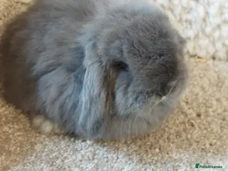 Mini Lop rabbits Baby minilop babys ready to reserve - Advert 20