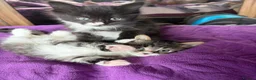 Maine Coon cats for sale: 3/4 Maine Coon kittens  in Ryton - Advert 5