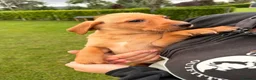 Labrador Retriever dogs for sale: Stunning Labrador pups for sale  - Advert 15